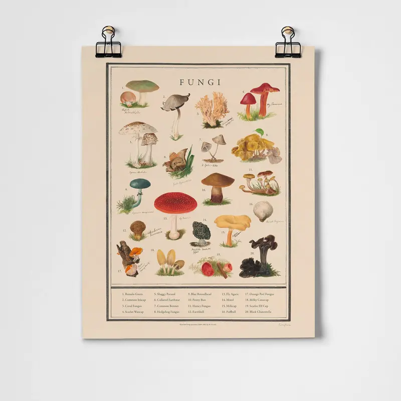 Roomytown Fine Art Print - Fungi